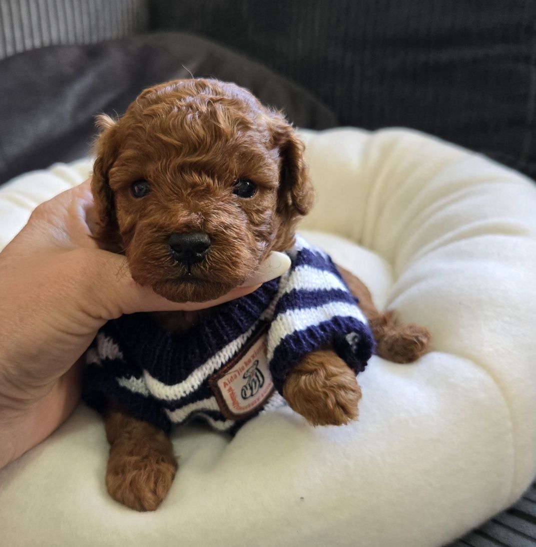 Пудел той Poodle Toy с родословие