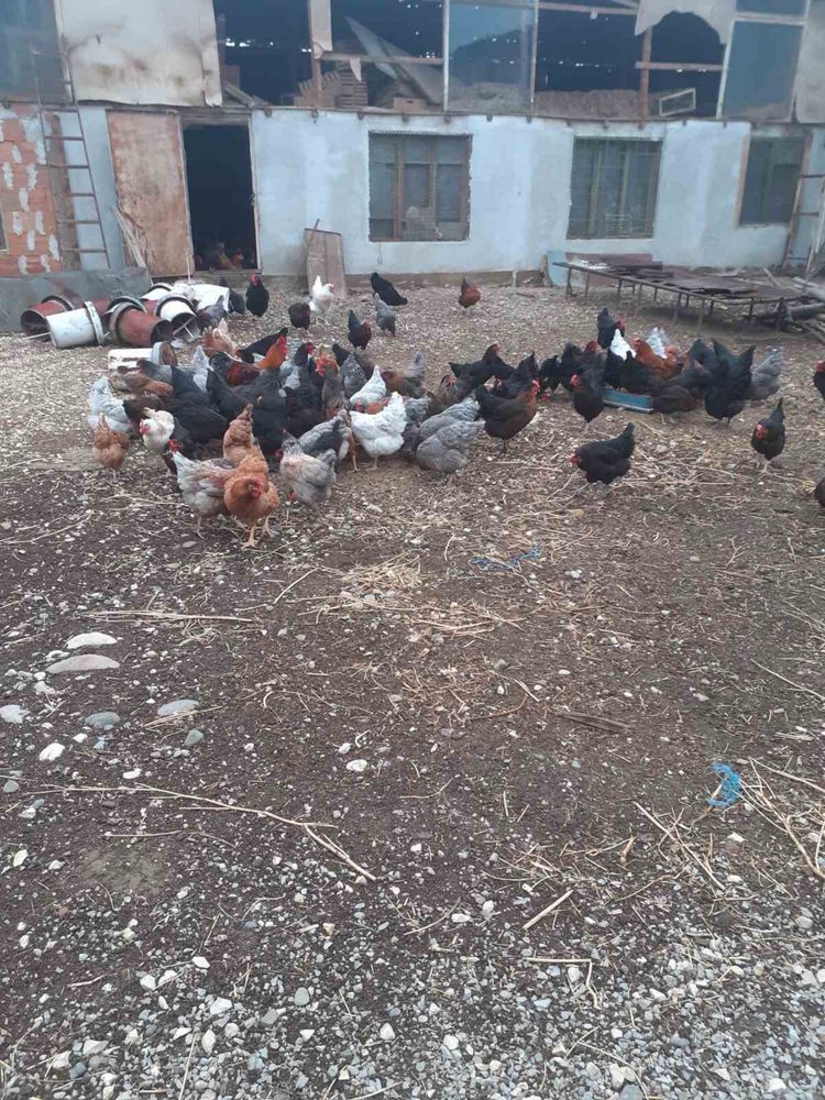 Кокошки носачки и ярки
