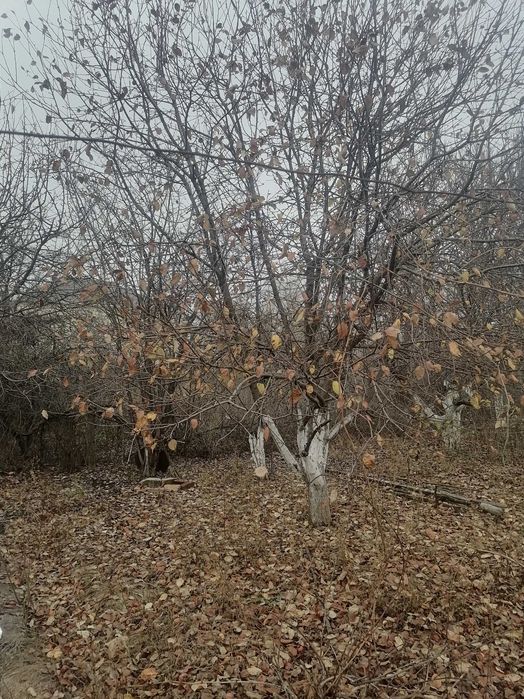 Дом инвалидов для строительства