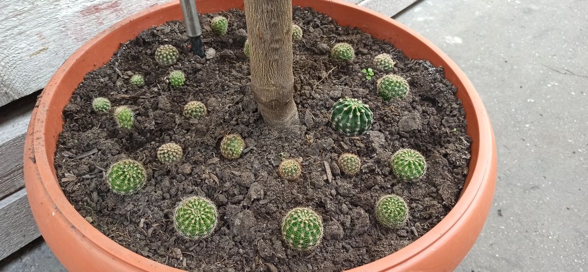 Cactusi de vanzare