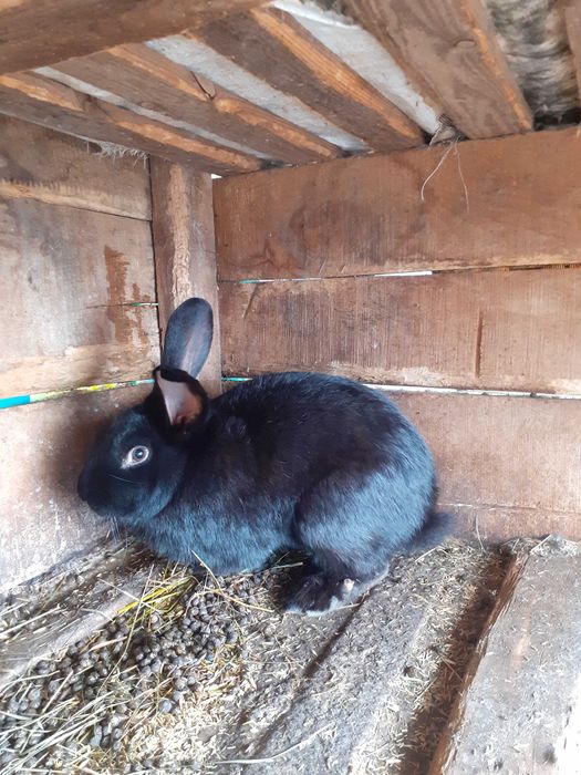 Мъжки млади зайци