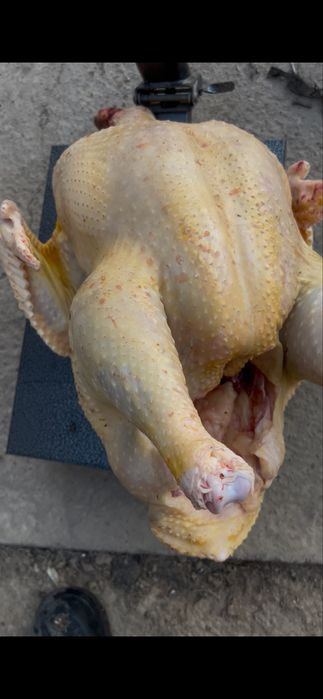 Индейка. Индюк. Куркетауык