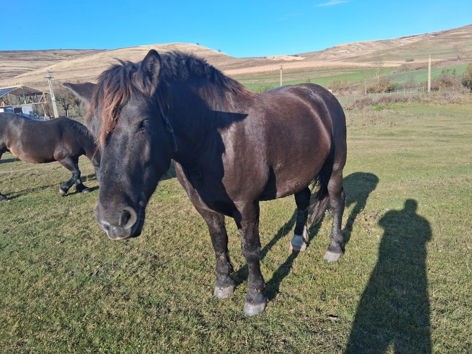 IAPÃ de vînzare de 3/4ani