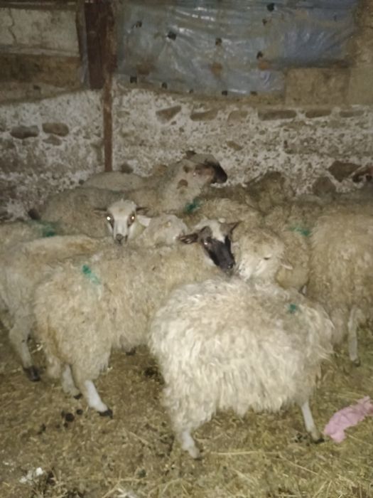 Mieluți de vânzare