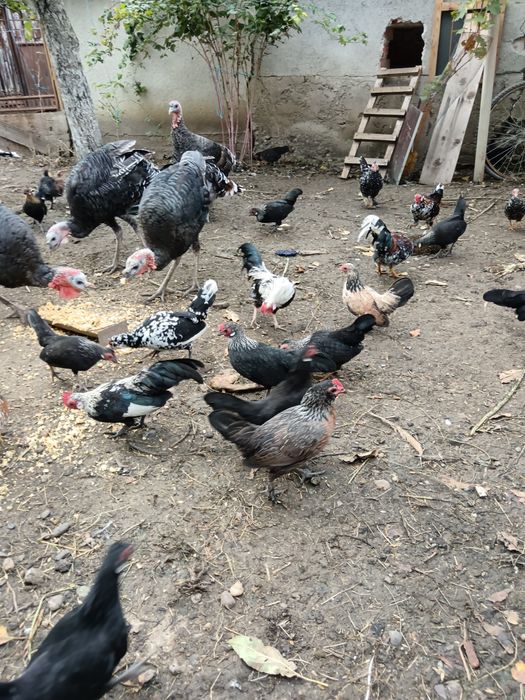 Vând găini pitice și curci