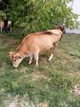 Vând vaca a făta
