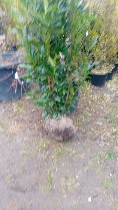 Vănd laur englezesc