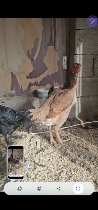Бойцовы тауык бар