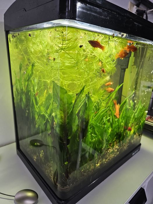 Acvariu cu pești, capacitate 33 litri activ.