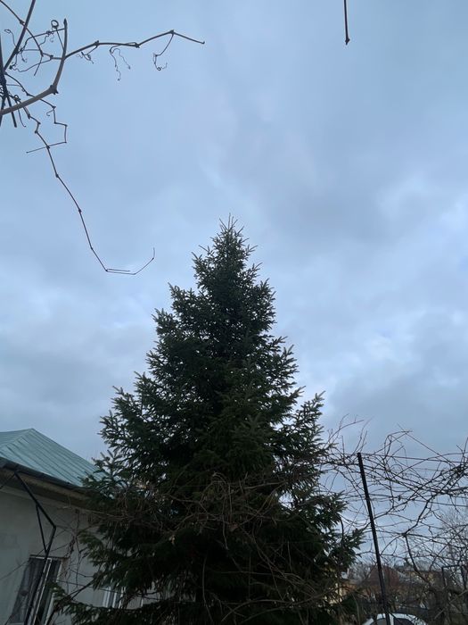 Vand Brad Natural - Proaspat,Des,Frumos!