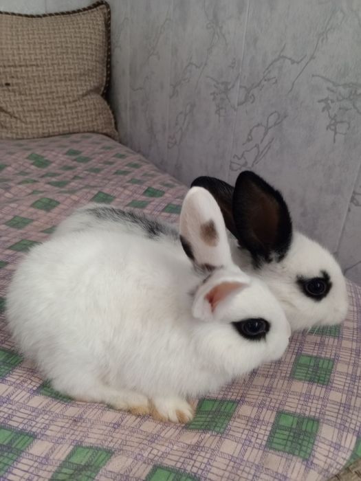 Куенлар парочка продается