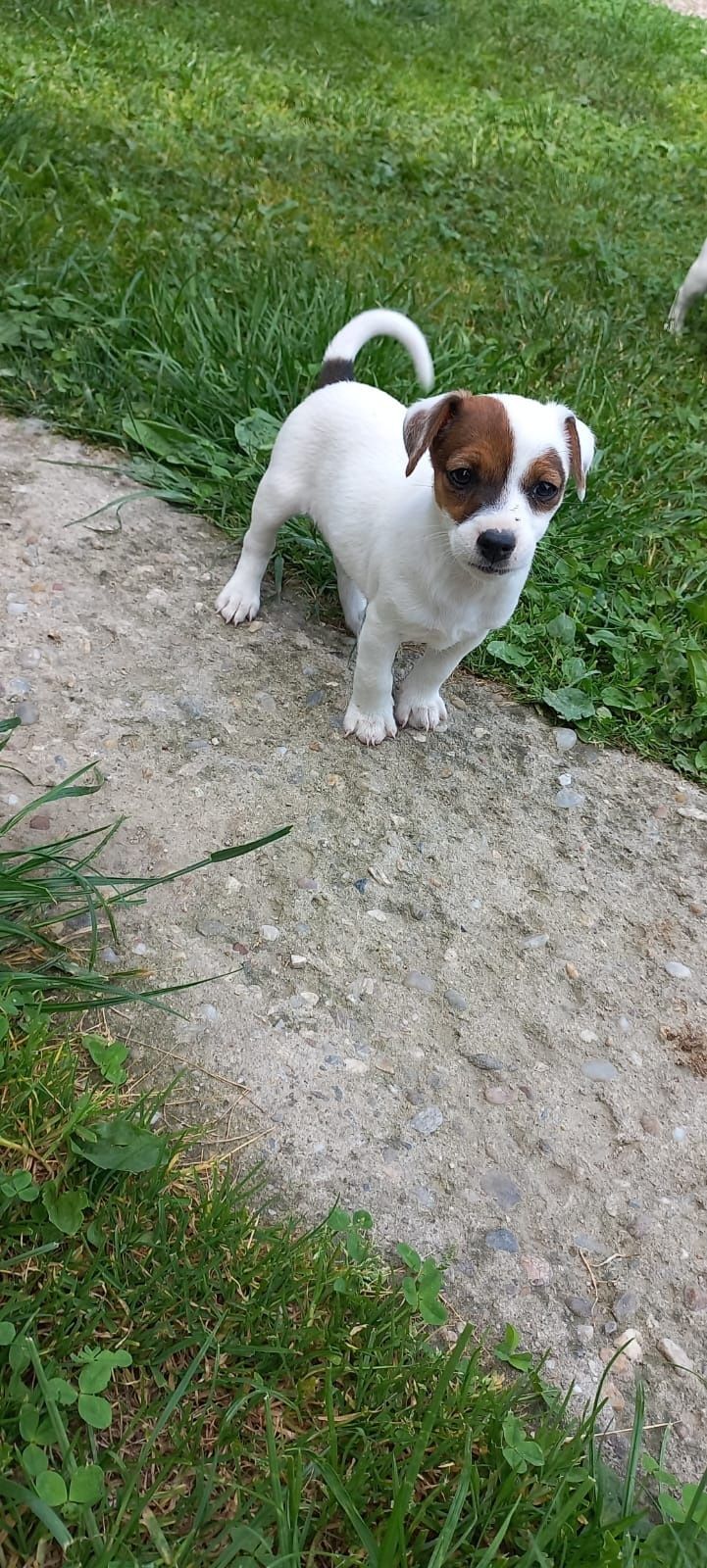 Jack russell/russel