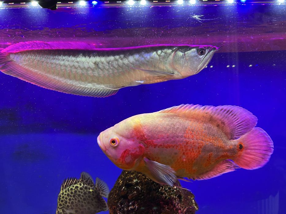 Аквариумные рыбы