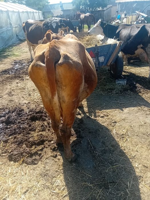 Vând vacă   vârstă 6 ani