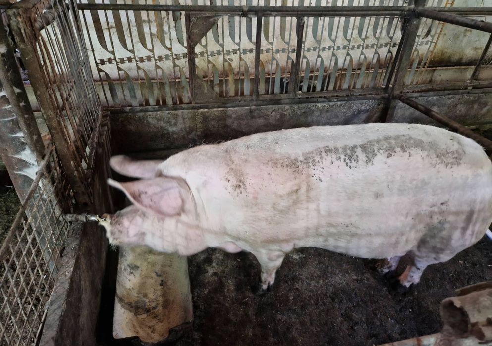 Продавам Свиня майка или за месо