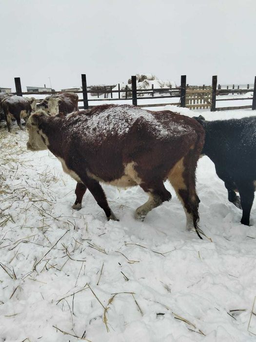 Үш бұзаулаған сиыр сатамын