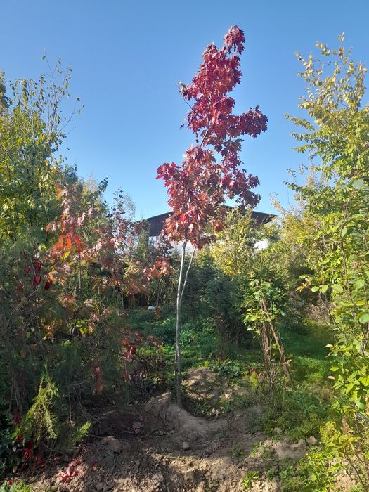 Plante ornamentale mesteacan tei,pawlonia