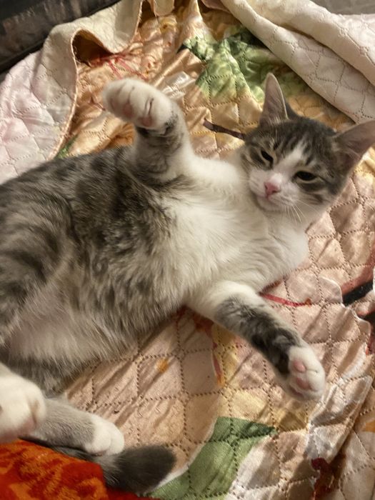 Отдам котенка в добрые руки