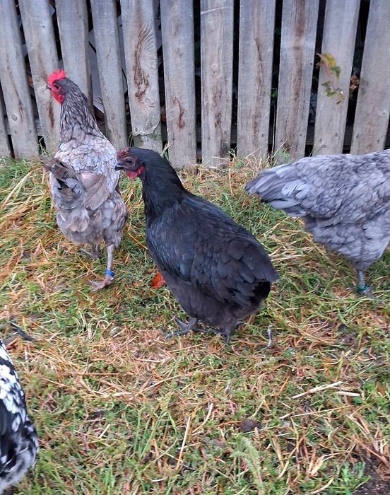 Pereche de gaini Australorp