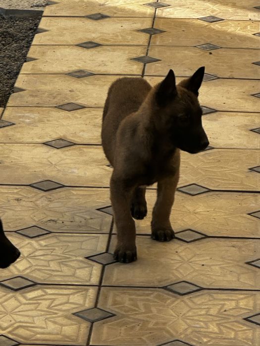 Бельгийская овчарка малинуа