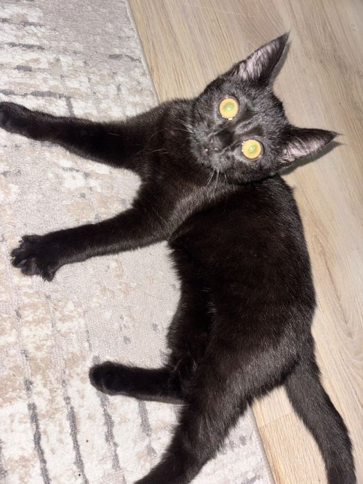 Отдам котенка в хорошие руки