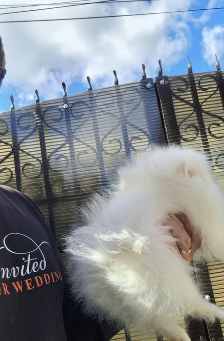 Pomeranian pui talie mică