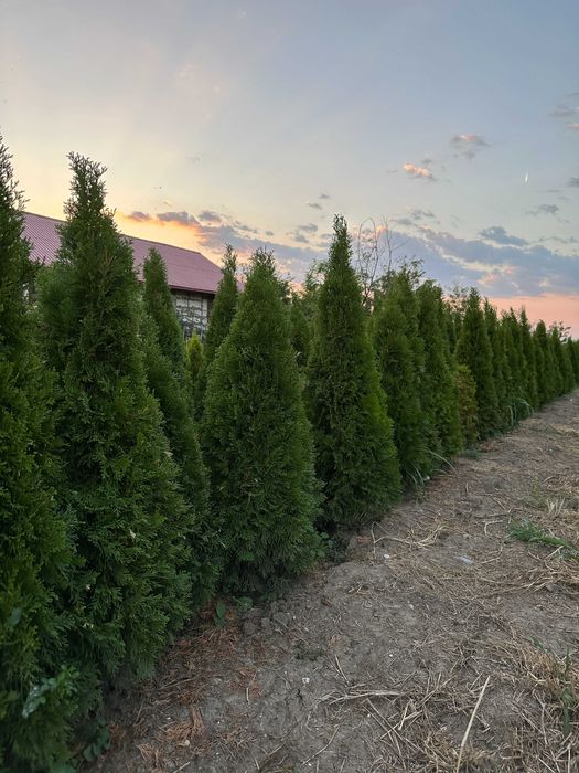 Tuia Smaragd 1–1,8 m – direct de la pepinieră