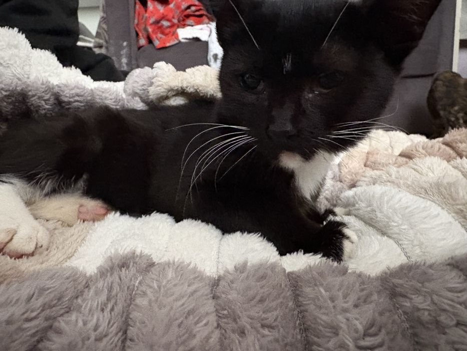 donez pisoi, URGENT!