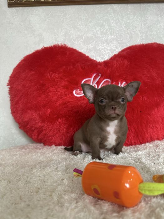 Мальчики и девочки чихуахуа