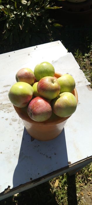 Яблоки 5 литров вкусные