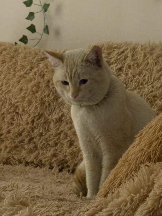 нашла кота отдам в добрые руки