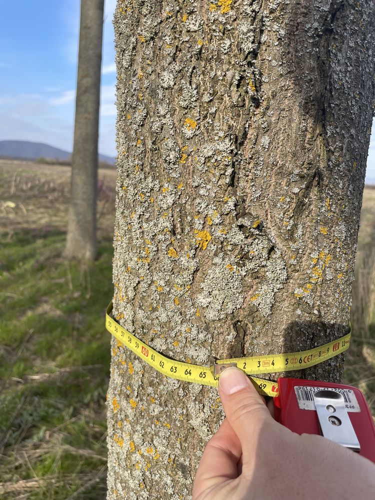 Arborii de Paulownia