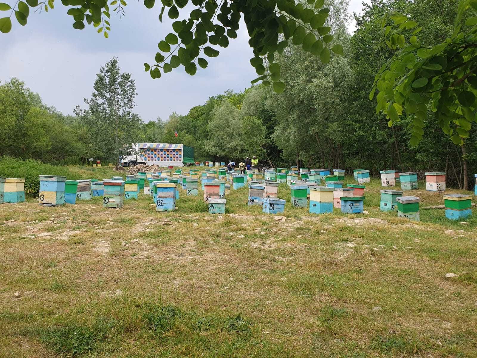 Miere naturală de salcâm