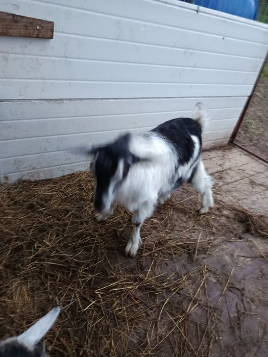 Vând țap/ ieduț   .