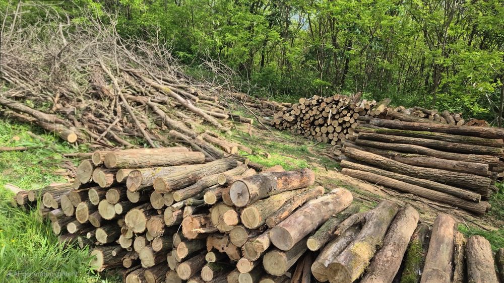 Lemne de foc – Paltin, Salcâm, Carpen – tăiate la 1 m
