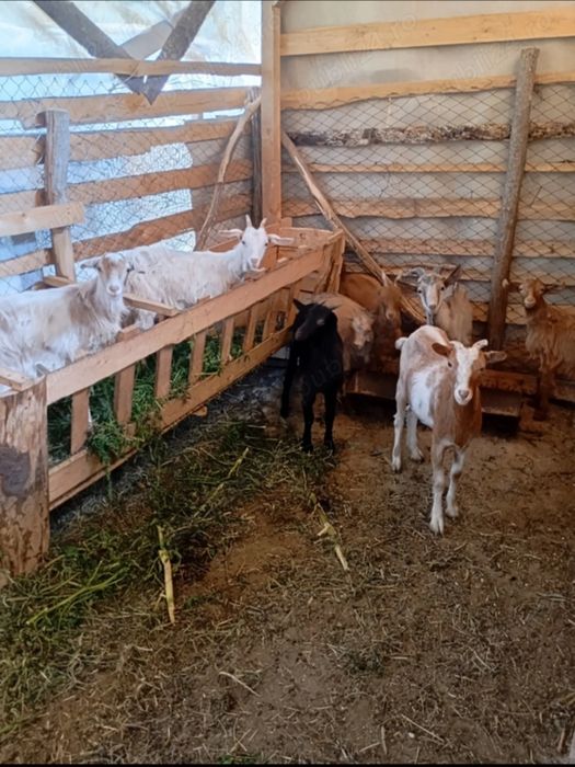 Vând 12 capre 100 lei bucata
