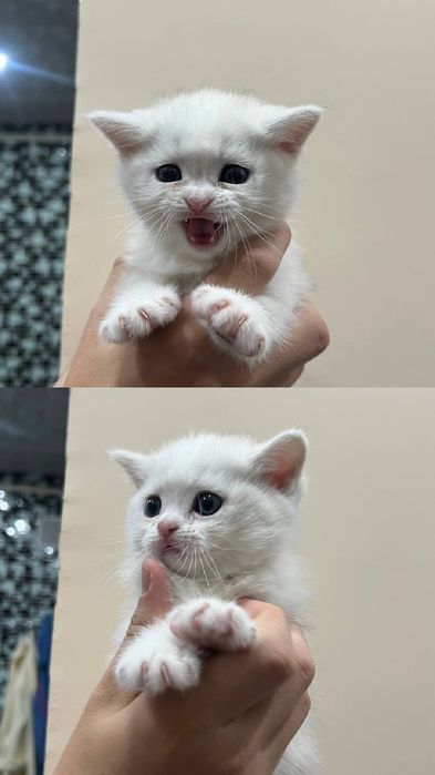 Породыстие котята