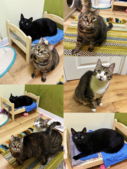 Donez 2 pisicute o fata și un motan