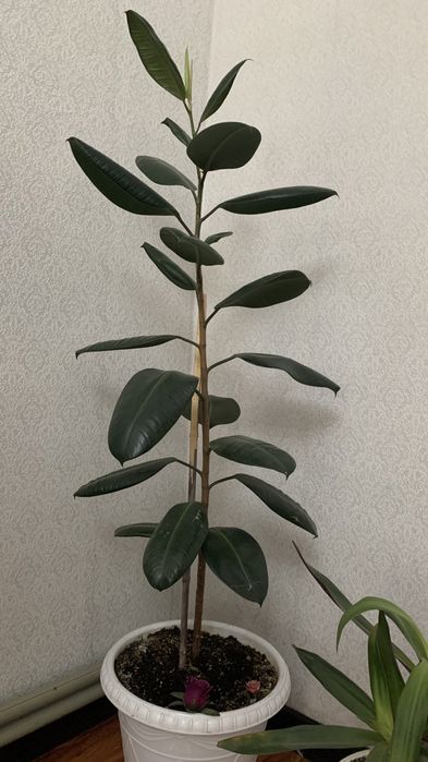 Цветы от бабушки, большой выбор