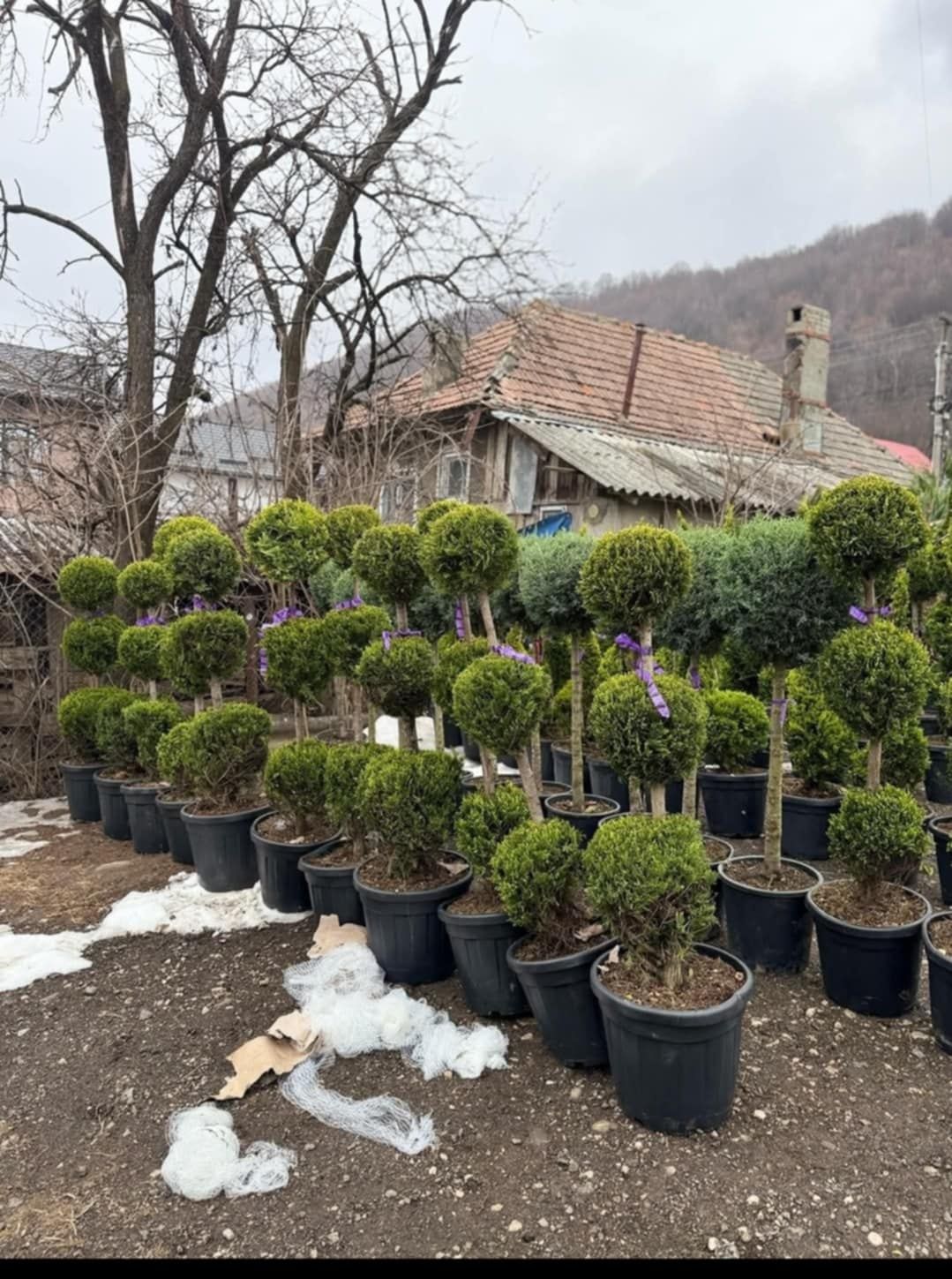 Vând plante ornamentale