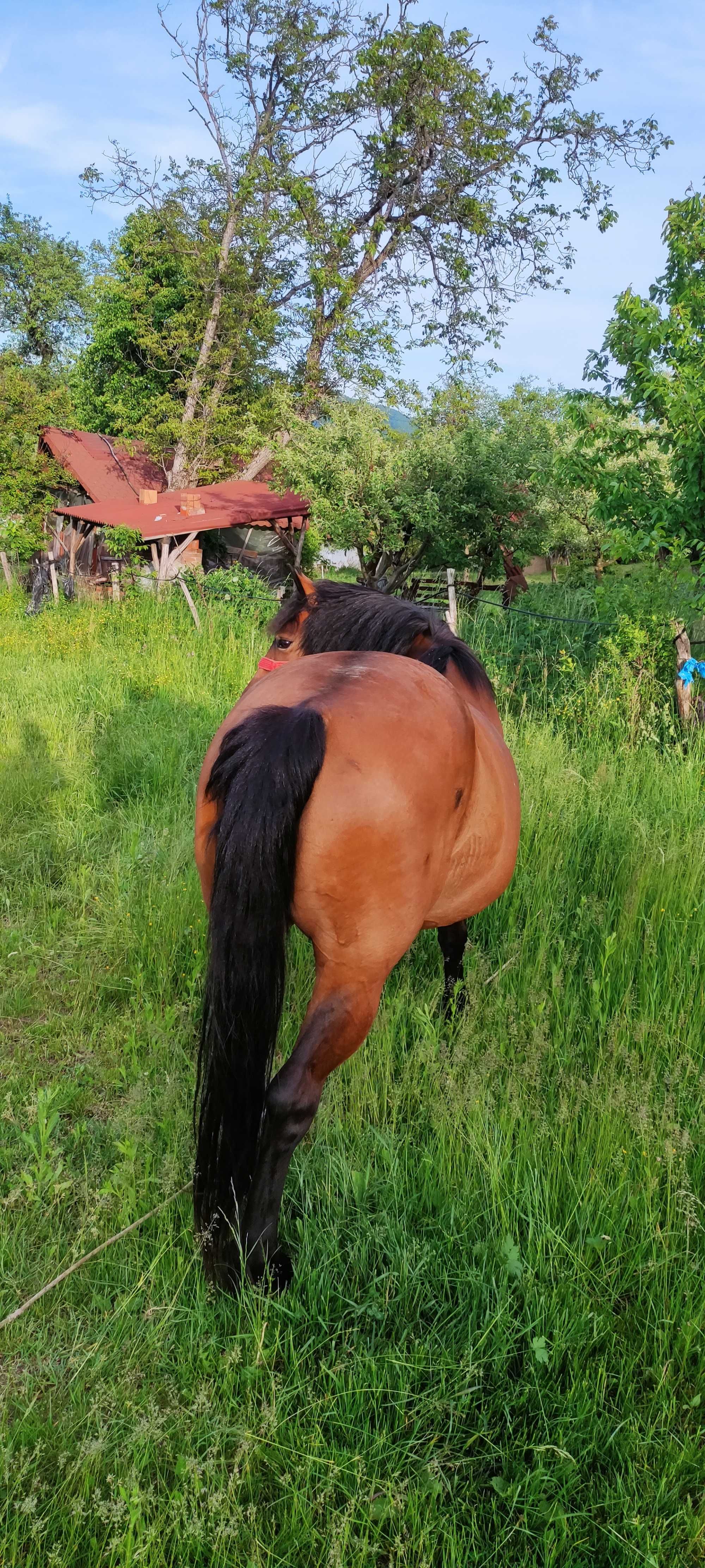 Vând armasar de 4 ani și iapa de 8 ani