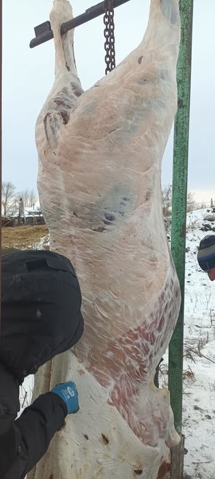 Тай еты завтра в Астане