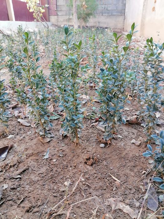 Самшит  саженцы.