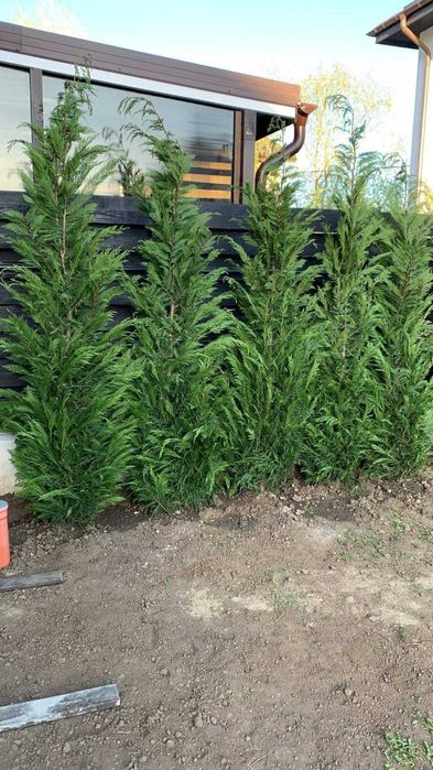 Tuia smarald magnolia grande flora bonsai cedrus