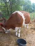 Vand vaci gestante