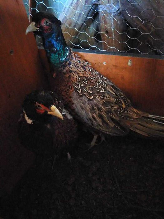 5 cocosei si 5 gainuse fazani comuni din mai 2025