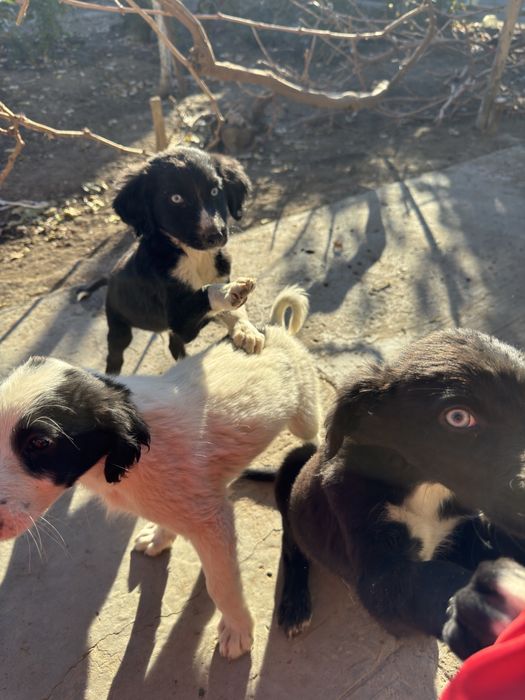 Щеночки, кушиктер бар.