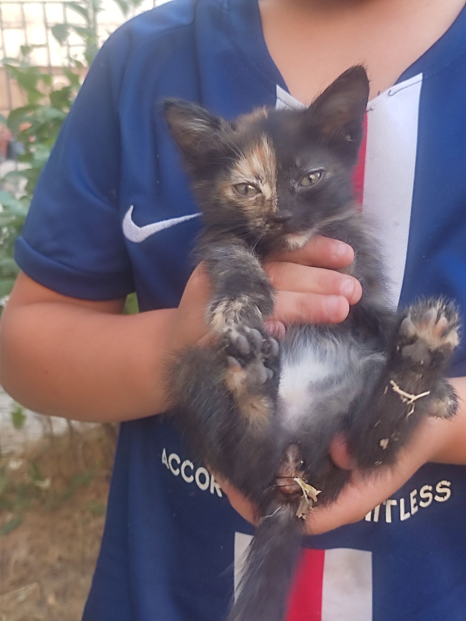 В добрые руки.  4 котенка и один щенок . Пол к сожалению не знаю .