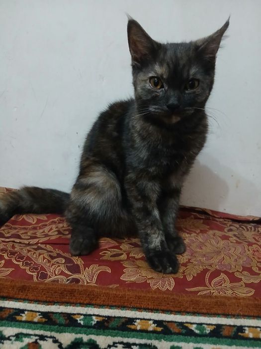 TEKINGA 6 OYLI qiz bola