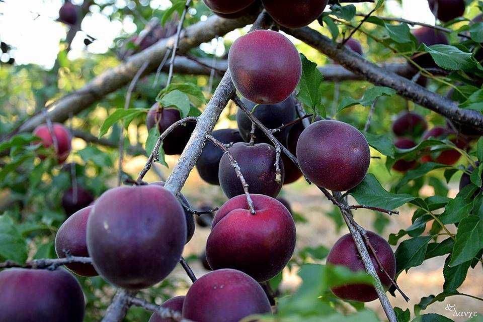 Пламкот (Сливо-кайсиев хибрид)